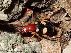 Bombardier Beetle