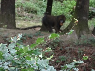 2016.07.31-056 mandrill