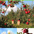 Le pommier (Malus) : Informations générales, description botanique et systématique. 