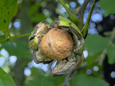 Зрелый раскрывшийся плод Juglans