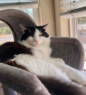 big black and white cat reclines on his cat tree, eyes slitted and observing the photographer who's gotten too close