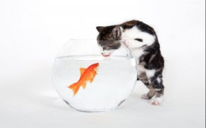 High Definition Aquarium Fish with Cat wallpapers