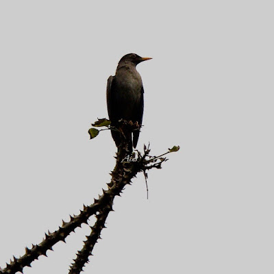 "Eurasian Blackbird Turdus, breeding summer visitor,at the tip of a branch."