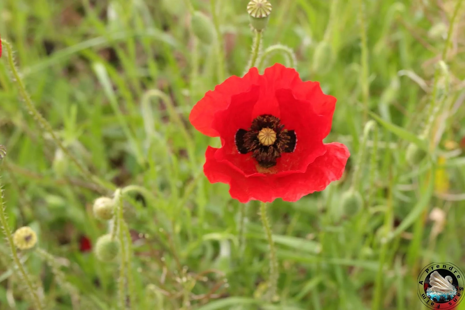 Sirop de coquelicot