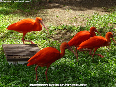 Mangal das Garças - Belém - Pará