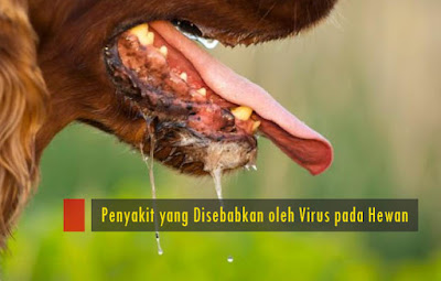 Penyakit Yang Disebabkan Oleh Virus Pada Hewan