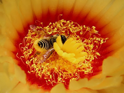 FOTOGRAFIAS DE ABEJAS EN FLORES - PHOTOGRAPHS OF BEES IN FLOWERS.