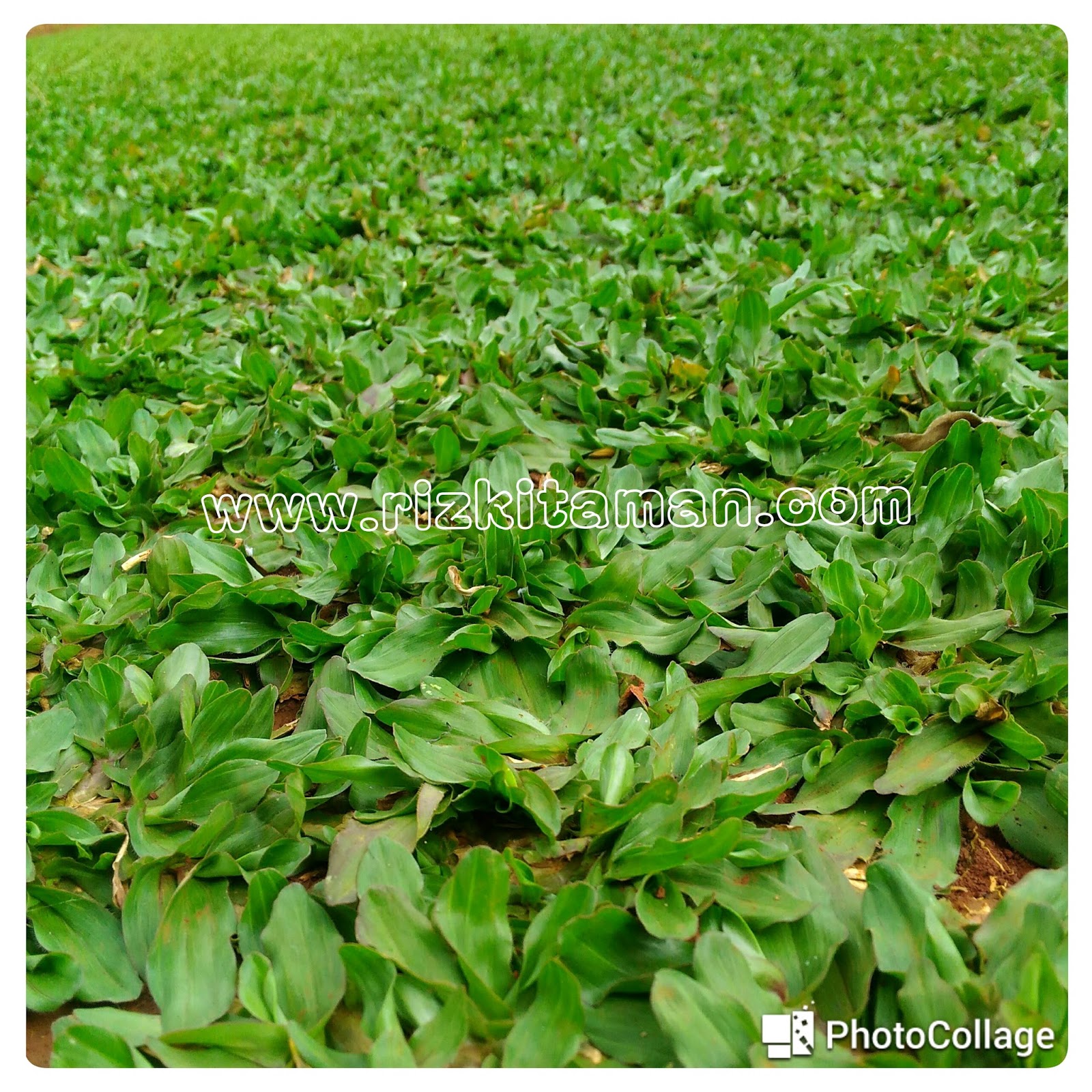 Jual RUMPUT JEPANG Harga Terbaru Rumput Untuk Lanskap Desain