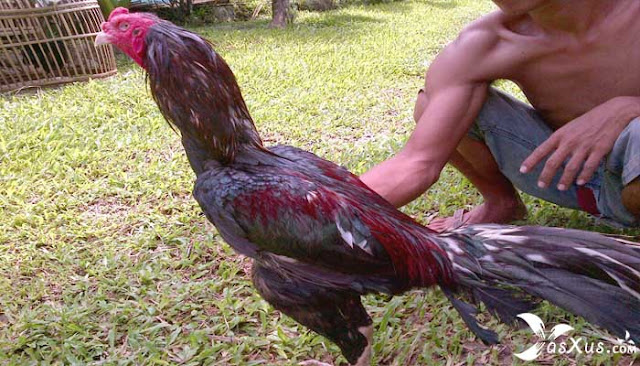 9 Jenis Ayam  Bangkok Beserta Gambar  Nama dan  Ciri 