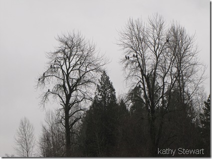 Populated Eagle Trees
