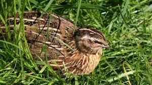 Coturnix o codorniz comun