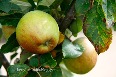 august-in-the-garden-apple