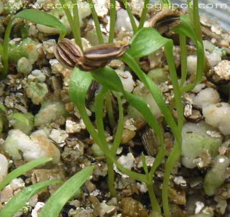 lovage/ Levisticum officinale seedlings started from seeds