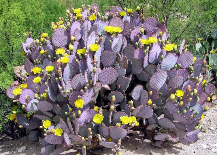 13 Pictures That Prove Mother Nature Is Messing With Us - Purple Cactus