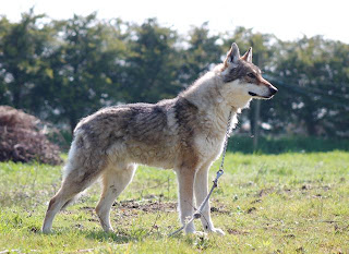 Canens Africae chiens loups de saarloos