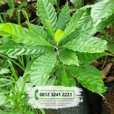 Jual Bibit Pohon  Manglid  TamanBibit com