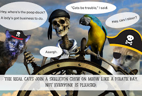 The Real Cats join a pirate ship with a skeleton crew