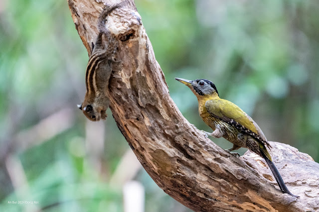 Laced Woodpecker (Gõ kiến xanh bụng vàng)