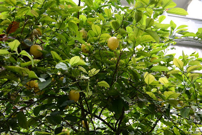 лимоны на дереве
