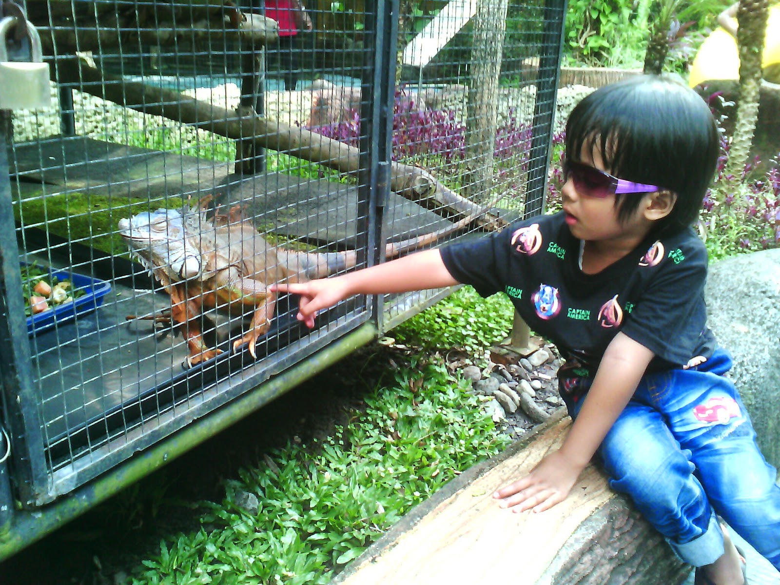 iguana merah