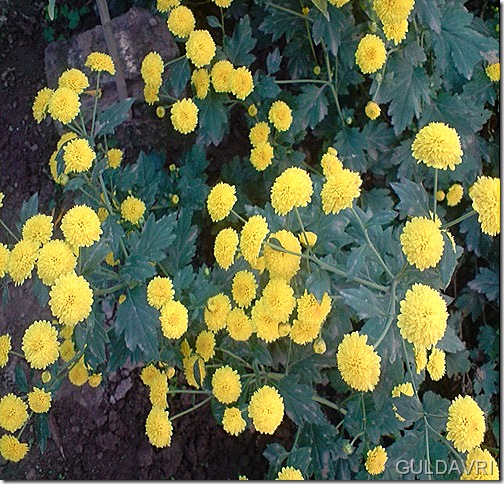 guldavri-yellow