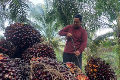 Target PSR Kelapa Sawit di Riau Tahun Ini 10.550 Hektare
