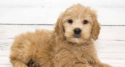 Goldendoodle Puppies for sale in Georgia