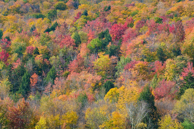 Stowe e foliage