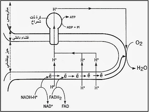 crête mitochondriale - عرف ميتوكندري 