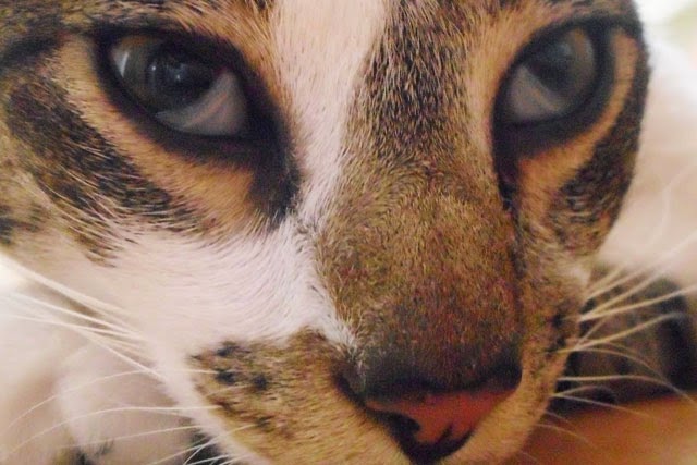 Cats Lady Vet Doctorita Pisicilor Ianuarie 2015