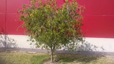 callistemon viminalis g