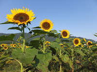 太陽に向かって等間隔に並んでいた。