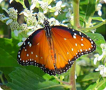 butterfly