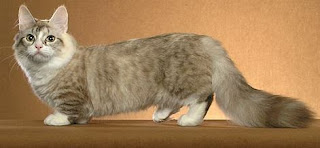 munchkin cat breed pets kitten information animal domestic picture