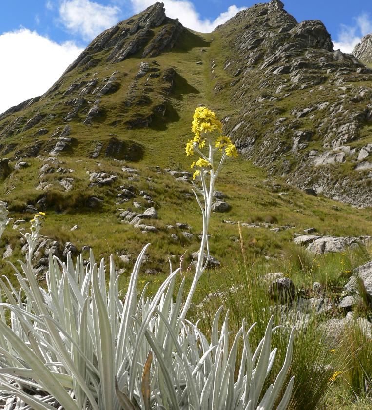 Pumacama, al norte de Cajabamba