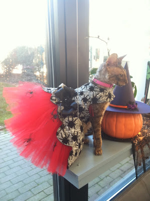 Kely the Cornish Rex in a Spidery Halloween Dress
