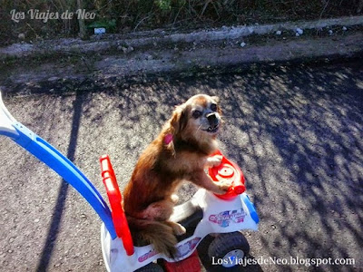 Divertido perro montando en moto.