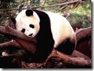 panda_2