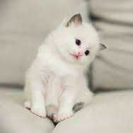 Cute And Funny Images Of White Kitten 19