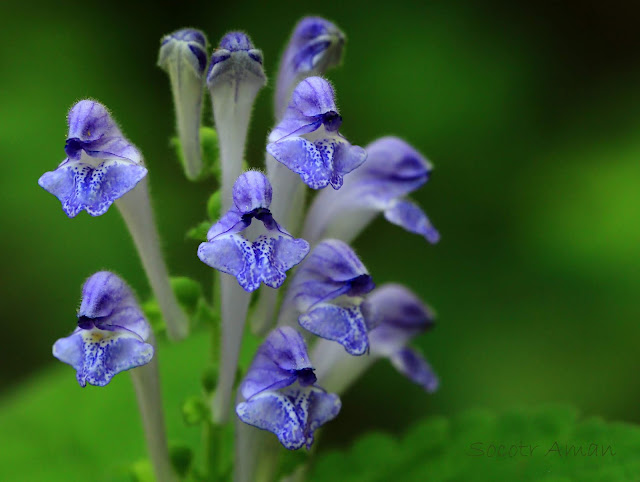 Scutellaria brachyspica