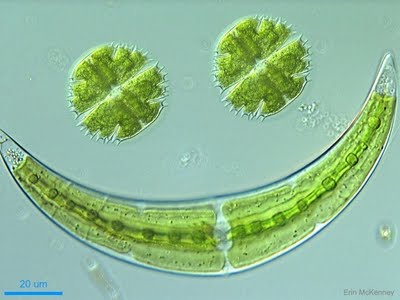 Mengenal Fitoplankton : Materi 2