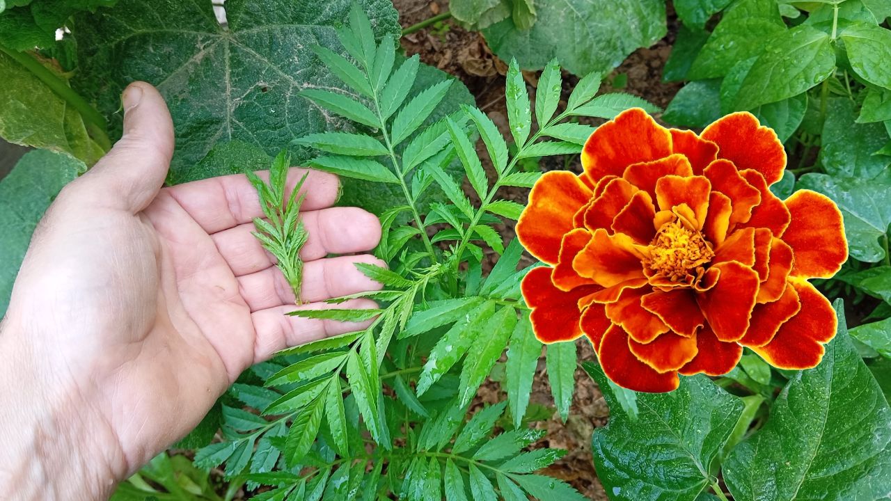 Pinching, which involves removing the growing tips of the plant, is a simple yet highly effective technique that stimulates your marigolds to grow larger, fuller, and burst forth with a profusion of stunning blooms.