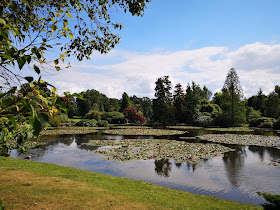 waterlillies on a lake