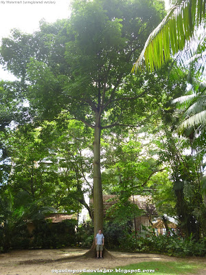 Parque Zoobotânico e Museu Paraense Emílio Goeldi