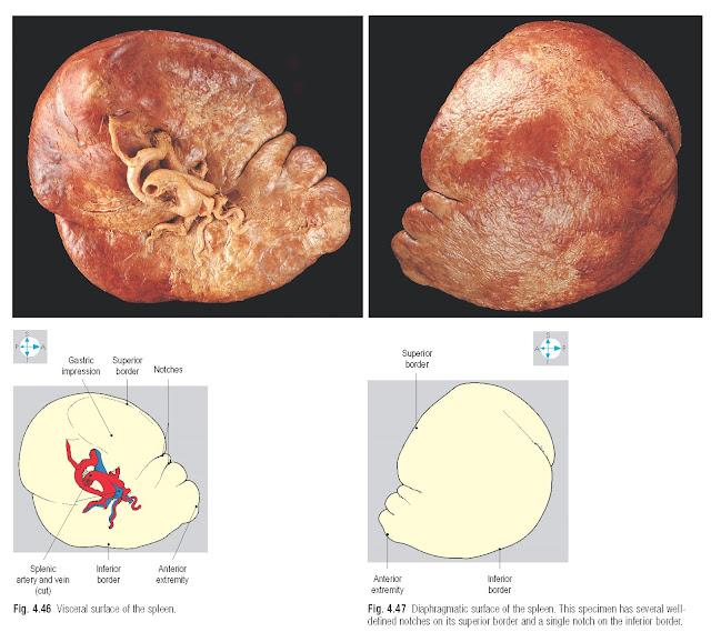 Diaphragmatic surface of the spleen. This specimen has several welldefined notches on its superior border and a single notch on the inferior border.