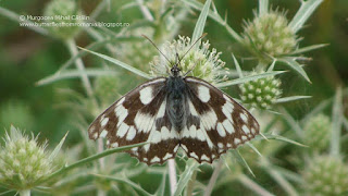 Melanargia galathea female DSC121559