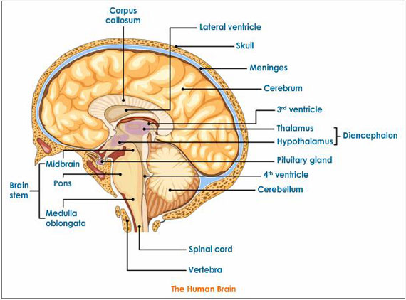 Brain Regions5