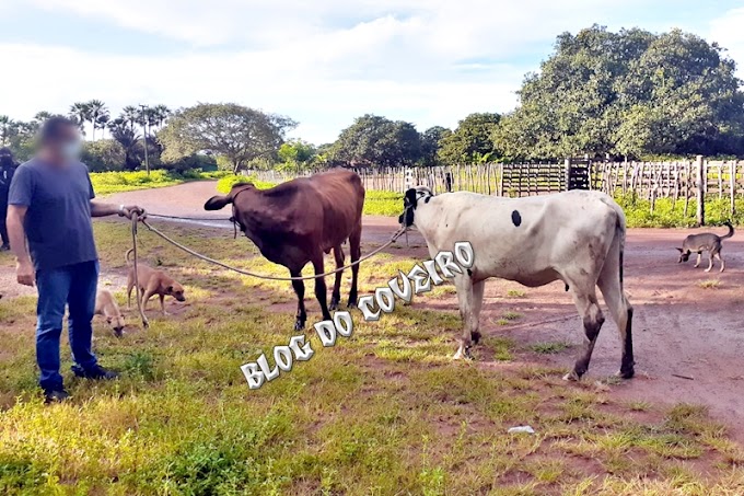 VÍDEO: Vacas furtados de fazenda no Maranhão são localizadas pela PM em Parnaíba