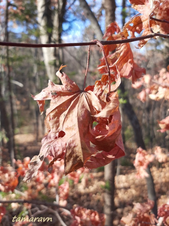 Клён ложнозибольдов (Acer pseudosieboldianum)