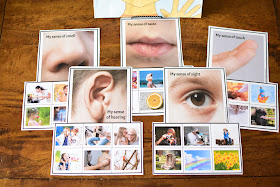 Human Body Preschool Mini Unit: MY 5 SENSES